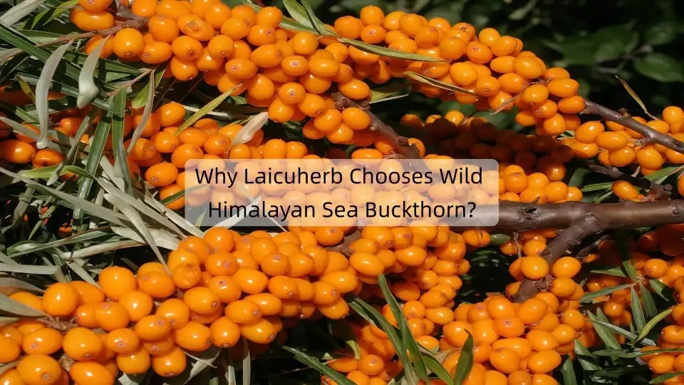 Why Laicuherb Chooses Wild Himalayan Sea Buckthorn?